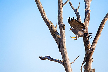 African harrier-haw gymnogene, Polyboroides typus, in mid flight, about to land on a dead tree, talons out, looking away, blue sky background, Londolozi Game Reserve, Sabi Sands, Greater Kruger National Park, South Africa