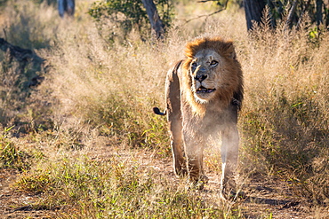 A male lion, Panthera leo, walks towards the camera, looking out of sight, mouth open, steam from mouth, long grass in background, Londolozi Game Reserve, Sabi Sands, Greater Kruger National Park, South Africa