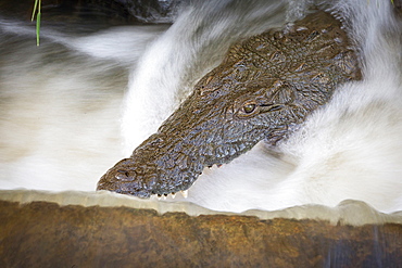 A crocodile's head, Crocodylus niloticus, opens its mouth in moving water, Londolozi Game Reserve, Sabi Sands, Greater Kruger National Park, South Africa