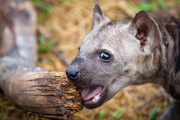 A spotted hyena cub, Crocuta crocuta, alert, chews a log, mouth open, Londolozi Game Reserve, Sabi Sands, Greater Kruger National Park, South Africa