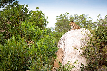 A leopard, Panthera pardus, lies on a large boulders, looking away, head up, greenery in foreground, Londolozi Game Reserve, Sabi Sands, Greater Kruger National Park, South Africa