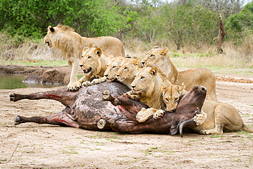 A pride of lions, Panthera leo, lie over a buffalo carcass, Syncerus caffer, looking away, biting neck of bloated buffalo, Londolozi Game Reserve, Sabi Sands, Greater Kruger National Park, South Africa