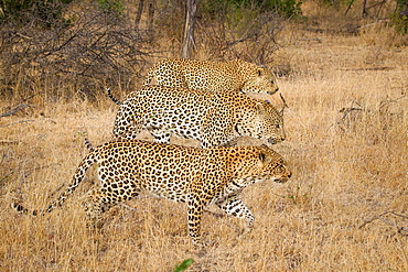 Three leopards, Panthera pardus, walk simultaneously together, in parallel, looking away, brown yellow grass, Londolozi Game Reserve, Sabi Sands, Greater Kruger National Park, South Africa