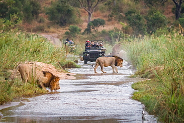 Two male lions, Panthera leo, walk across a shallow river, one crouching drinking water, two game vehicles in background carrying people, Londolozi Game Reserve, Sabi Sands, Greater Kruger National Park, South Africa