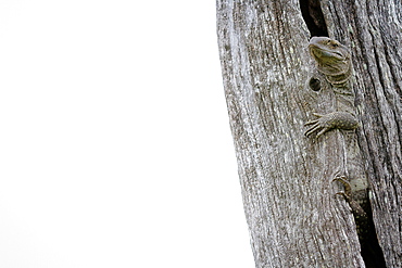 A rock monitor lizard, Varanus albigularis, hugs a vertical dead tree, whited out background, Londolozi Game Reserve, Sabi Sands, Greater Kruger National Park, South Africa