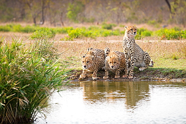 Three cheetah,  Acinonyx jubatus, stand and crouch at a waterhole looking away, Londolozi Game Reserve, Sabi Sands, Greater Kruger National Park, South Africa