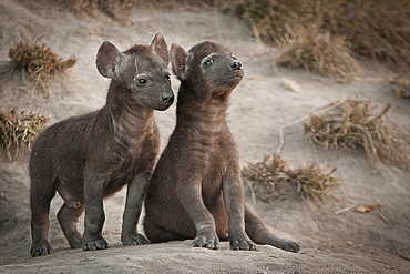 Two spotted hyena cubs, Crocuta crocuta, sit and stand outside their den, looking away, Londolozi Game Reserve, Sabi Sands, Greater Kruger National Park, South Africa