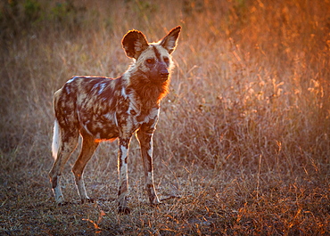 A wild dog, Lycaon pictus, stands in short brown grass at sunset, looking away, backlit, Londolozi Game Reserve, Sabi Sands, Greater Kruger National Park, South Africa