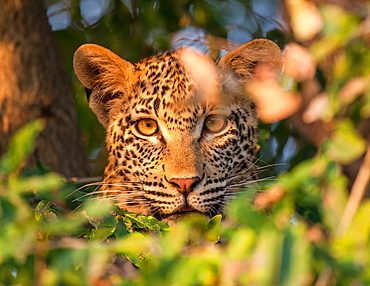 A leopard's head, Panthera pardus, alert, looking through leaves, Londolozi Game Reserve, Sabi Sands, Greater Kruger National Park, South Africa