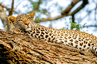 A leopard, Panthera pardus, lies on a tree, rests head on leg, alert, yellow eyes, Londolozi Game Reserve, Sabi Sands, Greater Kruger National Park, South Africa