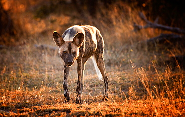 An African wild dog, Lycaon pictus, walks towards camera, backlit, looking away, grass in sunlight, Londolozi Game Reserve, Sabi Sands, Greater Kruger National Park, South Africa