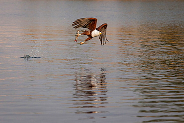 An African fish eagle, Haliaeetus Vocifer, flies over water, fish in its claw, splashes in water, looking away, Londolozi Game Reserve, Sabi Sands, Greater Kruger National Park, South Africa