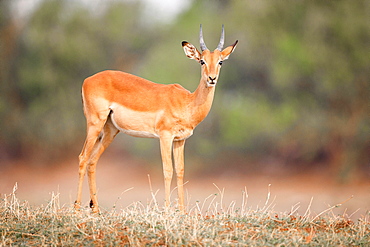 A male impala, Aepyceros melampus, standing on short grass, direct gaze, Londolozi Game Reserve, Sabi Sands, Greater Kruger National Park, South Africa