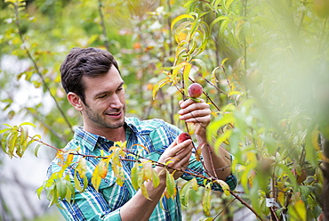 An organic flower plant nursery. A man working, tending the plants.