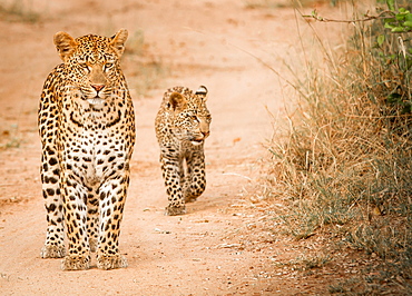 A mother leopard, Panthera pardus, stands on sand ground, cub follows behind her, looking away, Londolozi Game Reserve, Sabi Sands, Greater Kruger National Park, South Africa