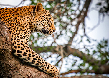 A leopard's head and front leg, Panthera pardus, lying in a tree, head up, looking away, Londolozi Game Reserve, Sabi Sands, Greater Kruger National Park, South Africa