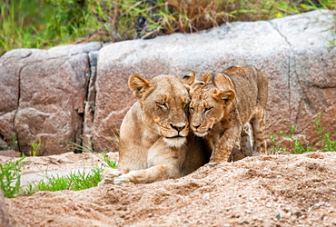 A lion cub, Panthera leo, stands beside its mother who lies on the sand, eyes closed, touch heads, boulder in the background, Londolozi Game Reserve, Sabi Sands, Greater Kruger National Park, South Africa