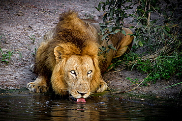 A male lion, Panthera leo, lies down, drinks water, tongue lapping, looking away, yellow eyes, Londolozi Game Reserve, Sabi Sands, Greater Kruger National Park, South Africa