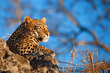 A leopard's head, Panthera pardus, lying on termite mound, looking away, blue sky background, Londolozi Game Reserve, Sabi Sands, Greater Kruger National Park, South Africa