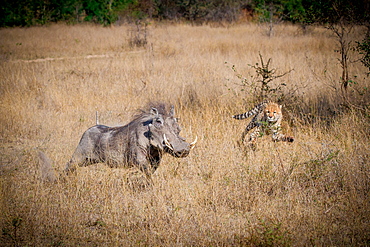 A cheetah, Acinonyx jubatus, chases after warthog, Phacochoerus africanus, in dry yellow grass, Londolozi Game Reserve, Sabi Sands, Greater Kruger National Park, South Africa