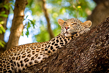 A leopard, Panthera pardus, lies in a tree, resting head on front leg, looking away, greenery in background, Londolozi Game Reserve, Sabi Sands, Greater Kruger National Park, South Africa