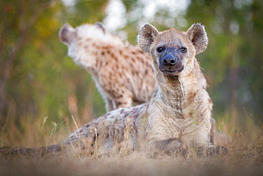 A spotted hyena, Crocuta crocuta, alert, lies in grass, scarred eye, hyena in background, Londolozi Game Reserve, Sabi Sands, Greater Kruger National Park, South Africa