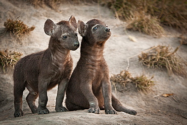 Two spotted hyena cubs, Crocuta crocuta, one sitting, one standing, looking away, at den site, black coats, Londolozi Game Reserve, Sabi Sands, Greater Kruger National Park, South Africa