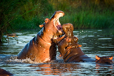 Two hippopotamus, Hippopotamus amphibius, fight in the water, open mouths showing teeth, Londolozi Game Reserve, Sabi Sands, Greater Kruger National Park, South Africa