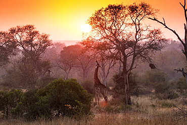 A giraffe, Giraffa camelopardalis, reaches up and eats from a tree, sunset and tree silhouettes in the background, Londolozi Game Reserve, Sabi Sands, Greater Kruger National Park, South Africa