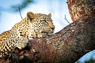 A leopard's head and front paws, Panthera pardus, lies on a tree branch, rests on front paw, looking away, Londolozi Game Reserve, Sabi Sands, Greater Kruger National Park, South Africa