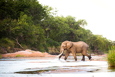 An elephant, Loxodonta africana, with long tusks walks across a shallow river, trunk in water, looking away, trees in background, Londolozi Game Reserve, Sabi Sands, Greater Kruger National Park, South Africa