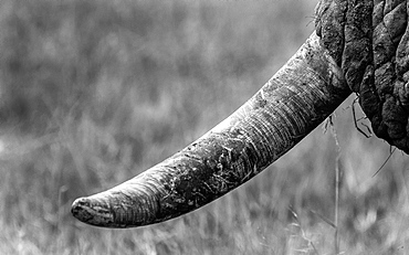 A close up of an elephants tusk, Loxodonta africana, with mud and scratches, Londolozi Game Reserve, Sabi Sands, Greater Kruger National Park, South Africa