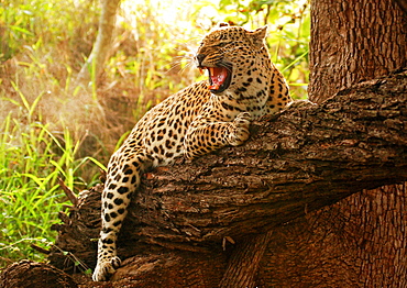 A leopard, Panthera pardus, hugs a fallen over tree branch, snarls and looking away, open mouth, sunlight and greenery in background, Londolozi Game Reserve, Sabi Sands, Greater Kruger National Park, South Africa