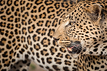 A leopard's head, Panthera pardus, looking away over shoulder, mouth open, rosettes on fur coat, white whiskers, Londolozi Game Reserve, Sabi Sands, Greater Kruger National Park, South Africa