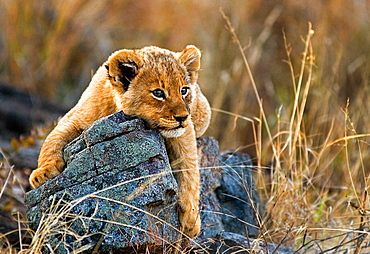 A lion cub, Panthera leo, lies on a boulder, draping its front legs over the rock, looking away, yellow golden coat, Londolozi Game Reserve, Sabi Sands, Greater Kruger National Park, South Africa