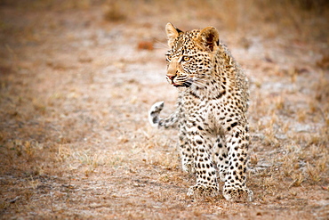 A leopard cub, Panthera pardus, stands in short grass, looking away, brown yellow eyes, Londolozi Game Reserve, Sabi Sands, Greater Kruger National Park, South Africa