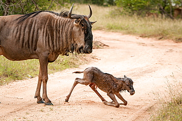 A mother wildebeest, Connochaetes taurinus, stands above her newly born calf who kneels on the road, looking away, Londolozi Game Reserve, Sabi Sands, Greater Kruger National Park, South Africa