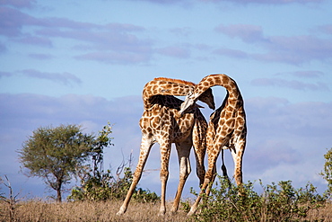 Two giraffe, Giraffa camelopardalis, necking each other, blue sky background, Londolozi Game Reserve, Sabi Sands, Greater Kruger National Park, South Africa