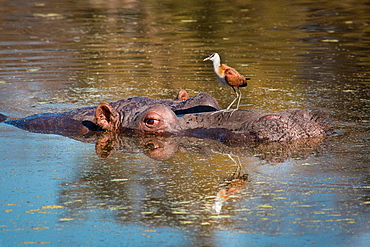 A hippopotamus's head half emerged under water, Hippopotamus amphibius, an African Jacana, Actophilornis africanus, sits on the hippos head, Londolozi Game Reserve, Sabi Sands, Greater Kruger National Park, South Africa