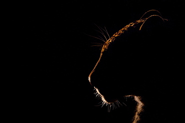 A leopard's head backlit, Panthera pardus, black background, Londolozi Game Reserve, Sabi Sands, Greater Kruger National Park, South Africa