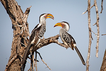 Two southern yellow-billed hornbills, Tockus leucomelas, stand on a branch and face each other, blue sky background, Londolozi Game Reserve, Sabi Sands, Greater Kruger National Park, South Africa