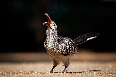 A southern red-billed hornbill, Tockus rufirostris, head facing up with beak open, looking away, standing on ground, Londolozi Game Reserve, Sabi Sands, Greater Kruger National Park, South Africa