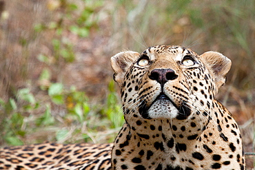 A leopard's head, Panthera pardus, looking up out of frame, yellow eyes, greenery in the background, Londolozi Game Reserve, Sabi Sands, Greater Kruger National Park, South Africa