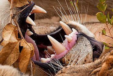 A close-up of a lion's mouth, Panthera leo, showing barbed tongue, teeth, whiskers and nose with brown, dried leaves, Londolozi Game Reserve, Sabi Sands, Greater Kruger National Park, South Africa