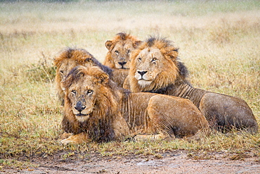 Four male lions, Panthera leo, lie in short brown grass in the rain, looking away, Londolozi Game Reserve, Sabi Sands, Greater Kruger National Park, South Africa