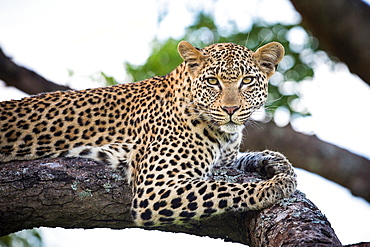 A leopard, Panthera pardus, lies on a tree branch, alert, greenery in the background, Londolozi Game Reserve, Sabi Sands, Greater Kruger National Park, South Africa