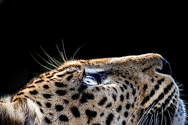 A side-profile of a leopard's head, Panthera pardus, looking up into the light, glow on eyes, coat and whiskers, black background, Londolozi Game Reserve, Sabi Sands, Greater Kruger National Park, South Africa