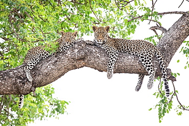 Two leopard cubs, Panthera pardus, lie on a marula tree, Sclerocarya birrea, alert, with their legs draped over the branch, Londolozi Game Reserve, Sabi Sands, Greater Kruger National Park, South Africa