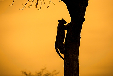 Silhouette of a leopard, Panthera Pardus, climbing up a tree, Londolozi Game Reserve, Sabi Sands, Greater Kruger National Park, South Africa