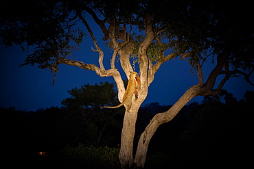 A leopard, Panthera pardus, climbing a tree while holding an impala in its mouth at night, Aepyceros melampus, Londolozi Game Reserve, Sabi Sands, Greater Kruger National Park, South Africa